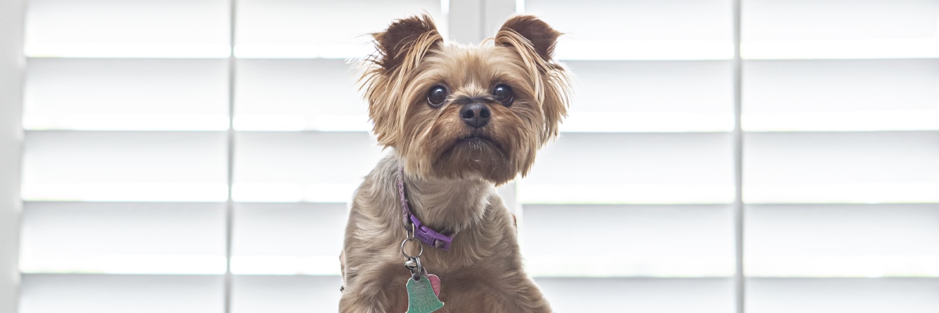 Dog in front of plantation shutters in Sacramento